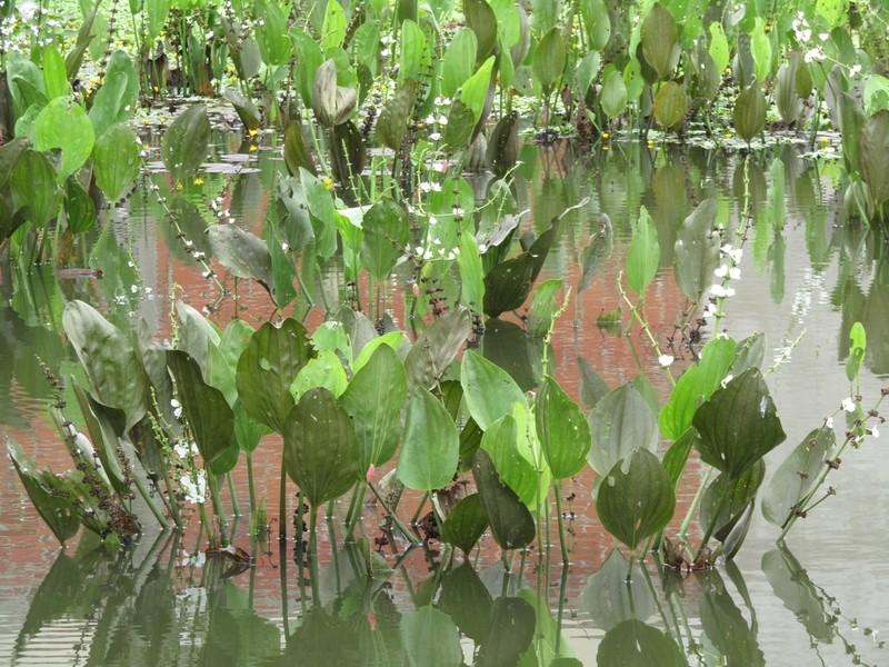 Aquarius pubescens photo 8
