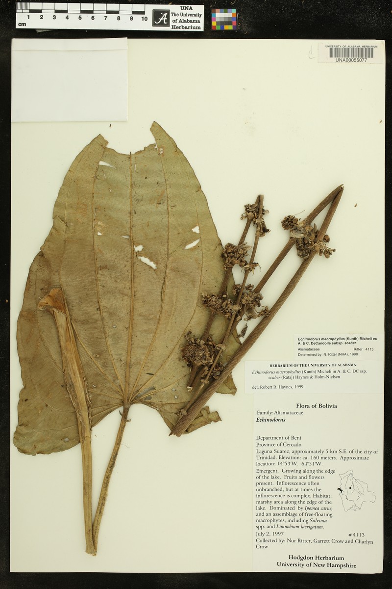 Aquarius scaber