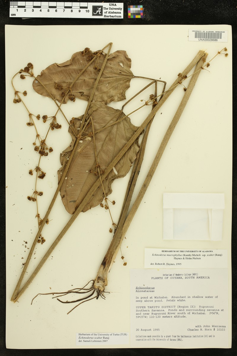 Aquarius scaber photo 2