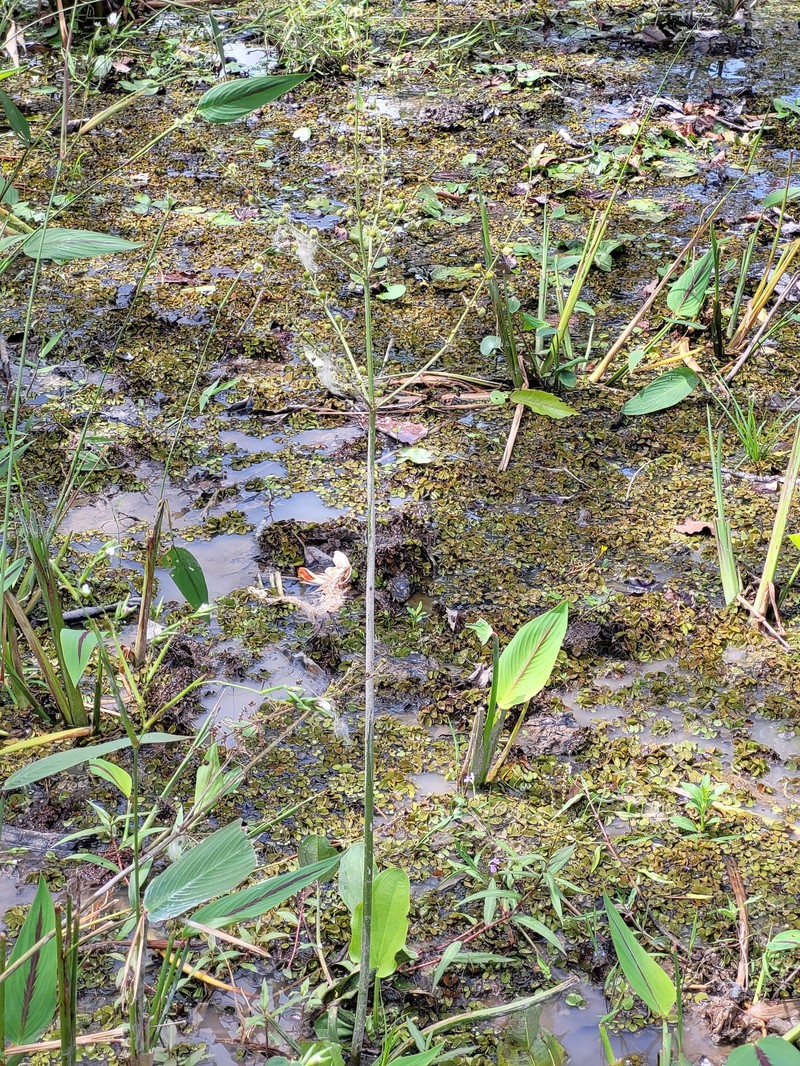 Aquarius scaber photo 6