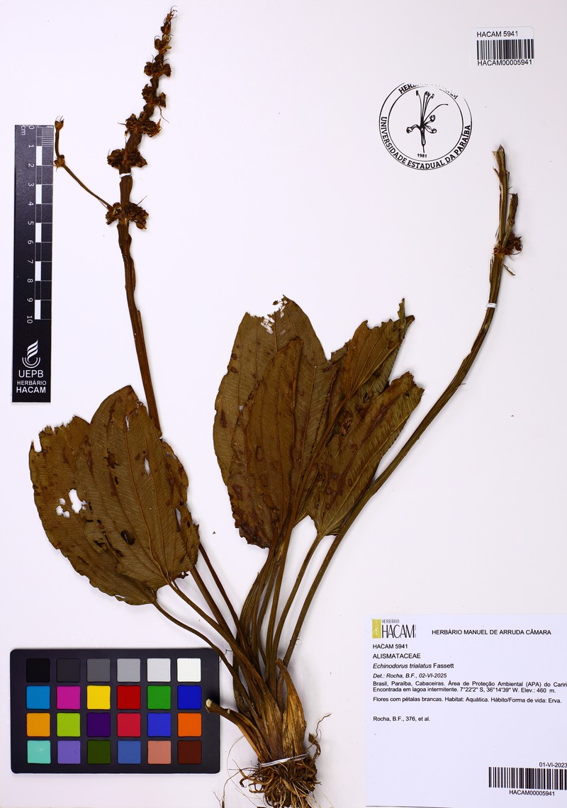 Aquarius trialatus