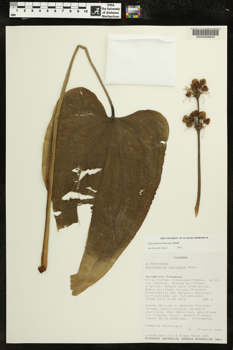 Aquarius tunicatus