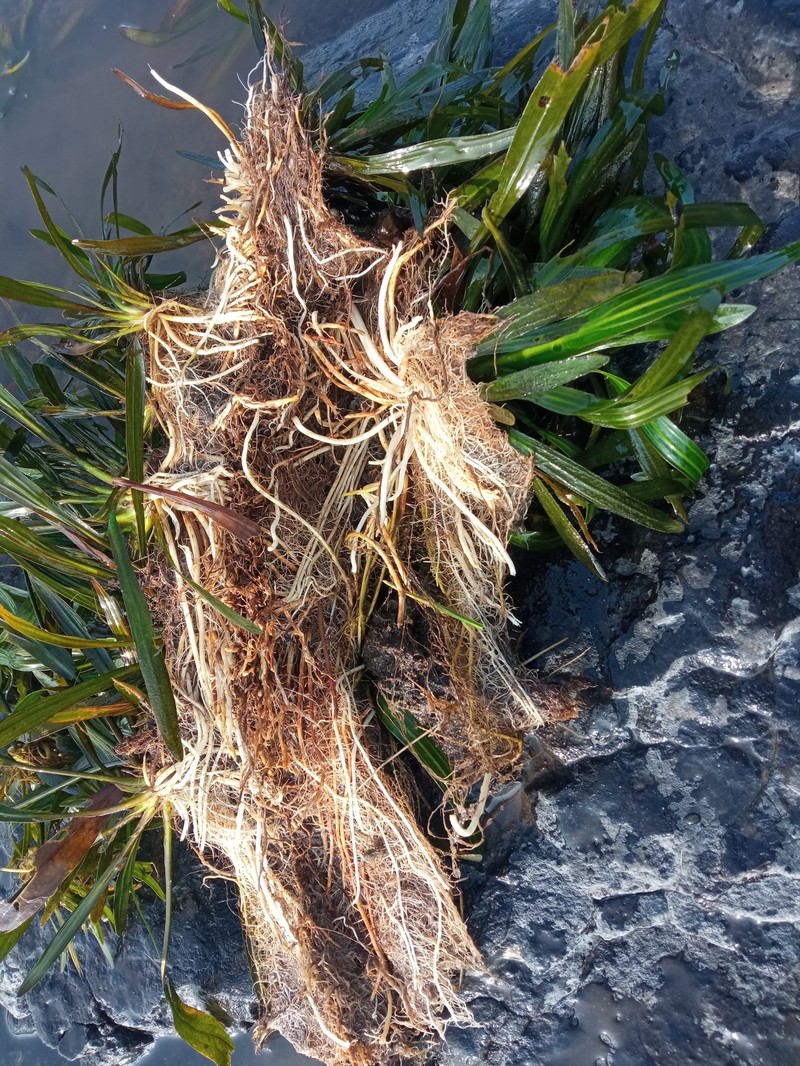 Aquarius uruguayensis