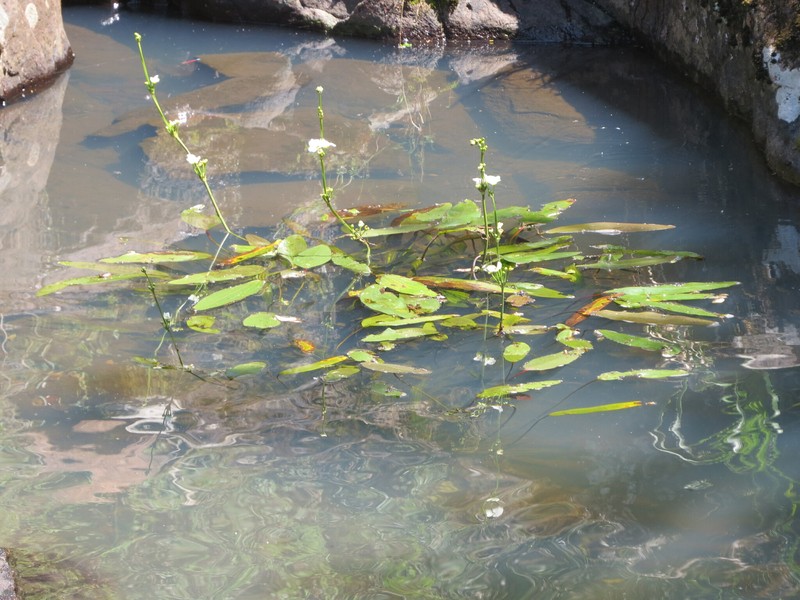 Aquarius uruguayensis photo 3