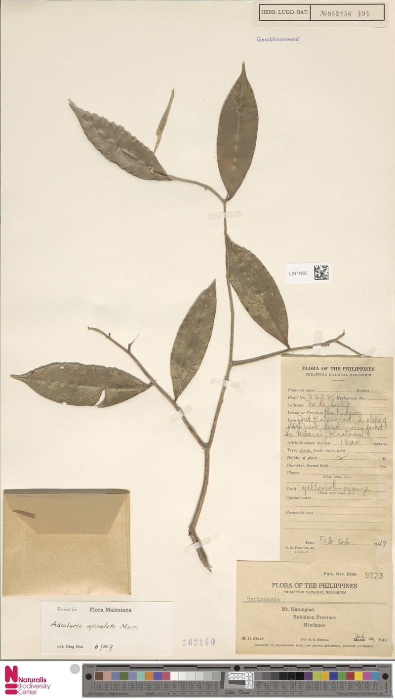 Aquilaria apiculata