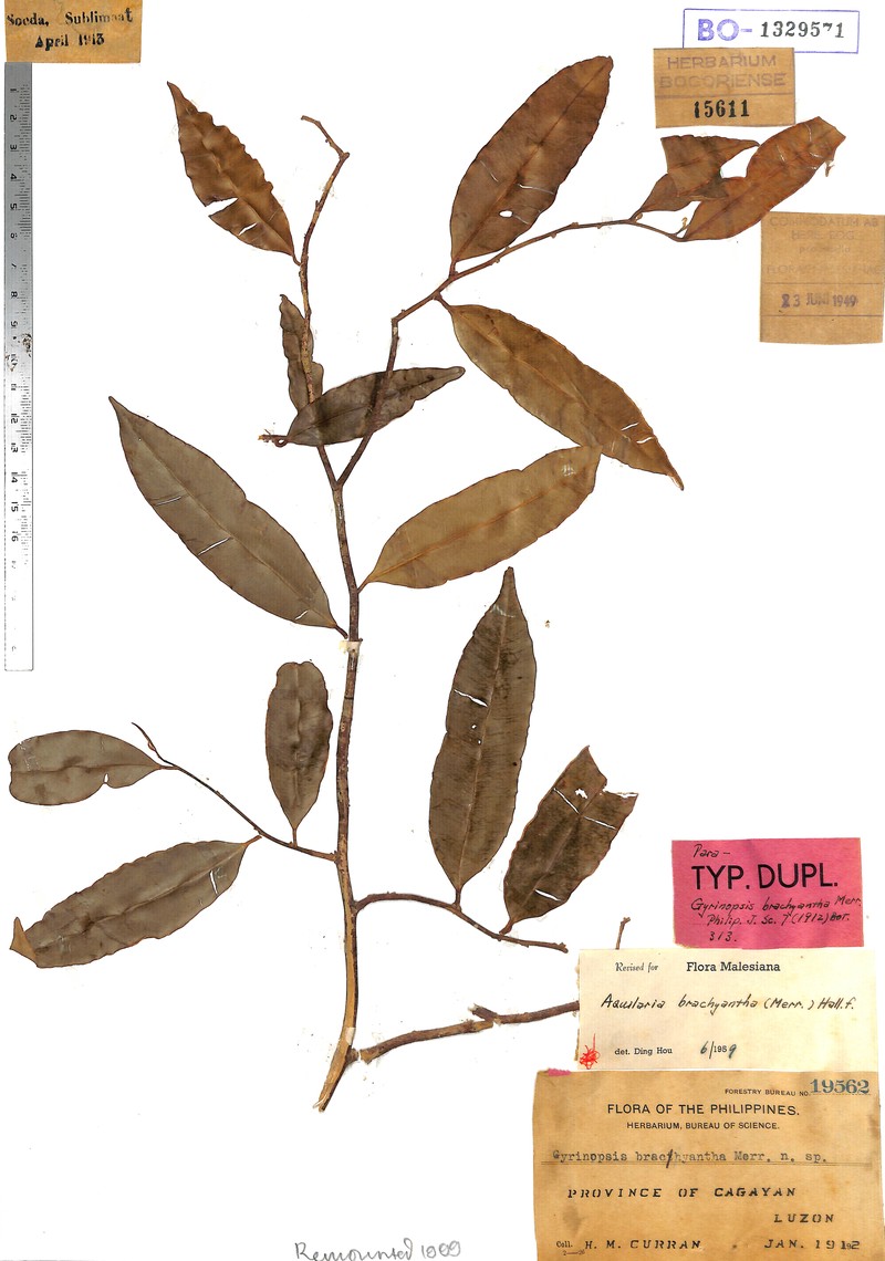 Aquilaria brachyantha