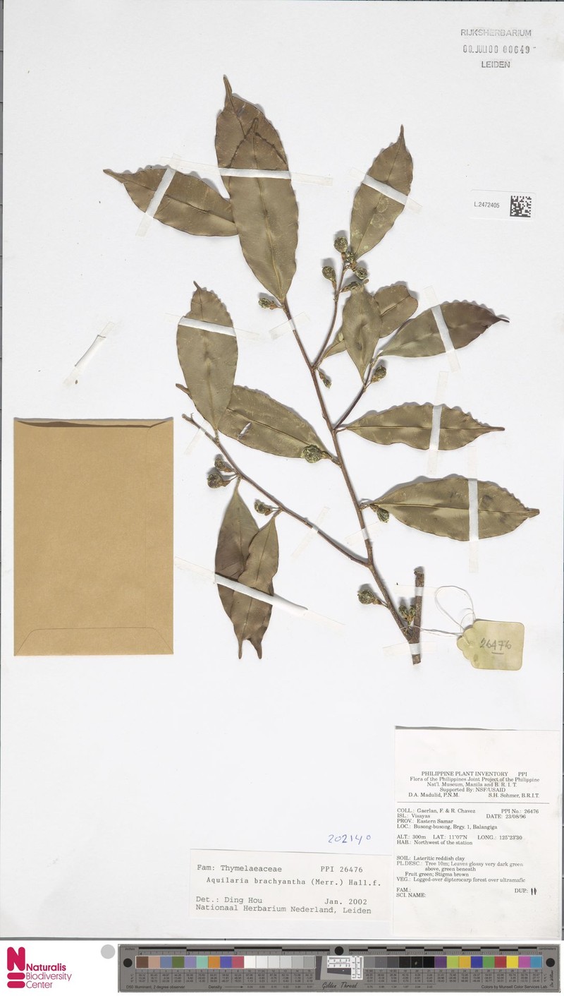 Aquilaria brachyantha photo 2