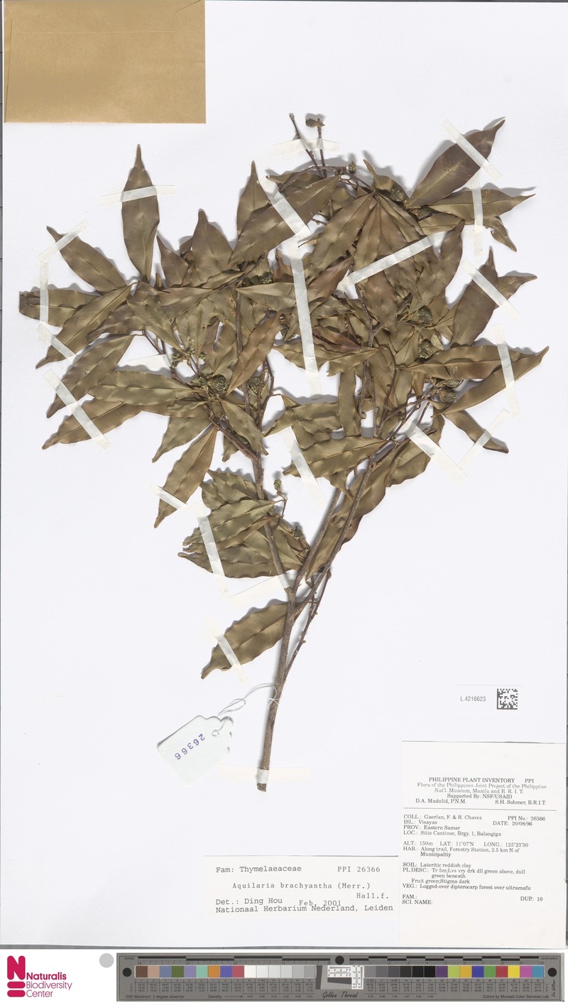 Aquilaria brachyantha photo 3