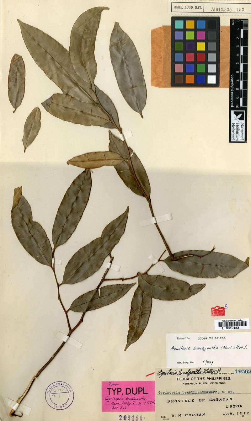 Aquilaria brachyantha photo 4