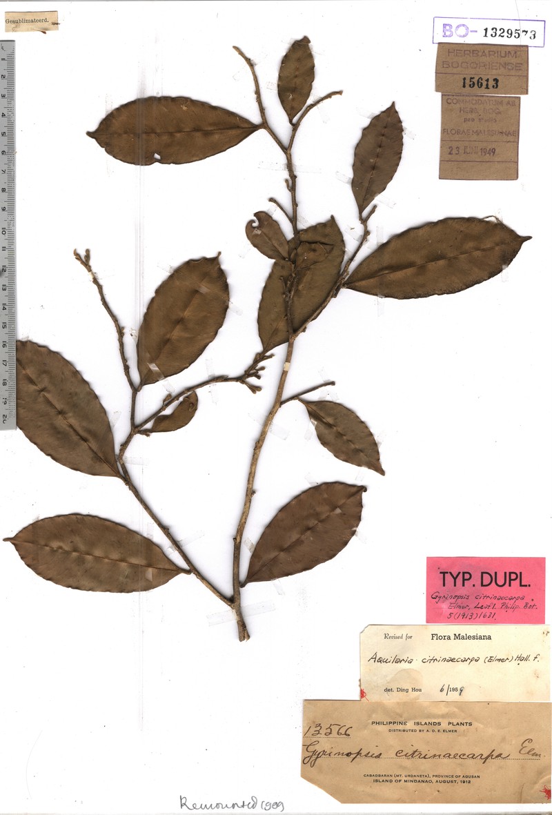 Aquilaria citrinicarpa
