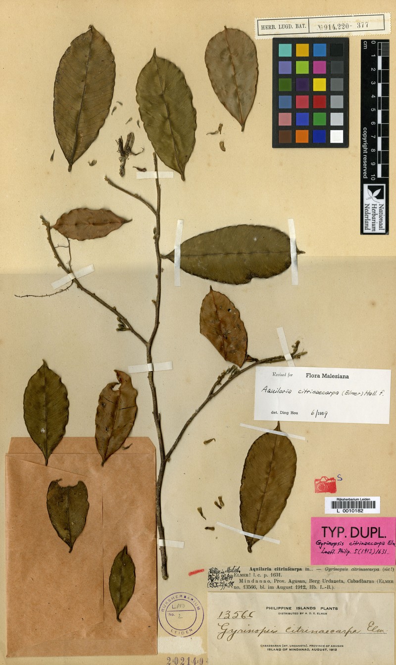 Aquilaria citrinicarpa photo 2