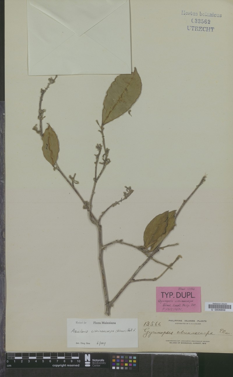 Aquilaria citrinicarpa photo 3