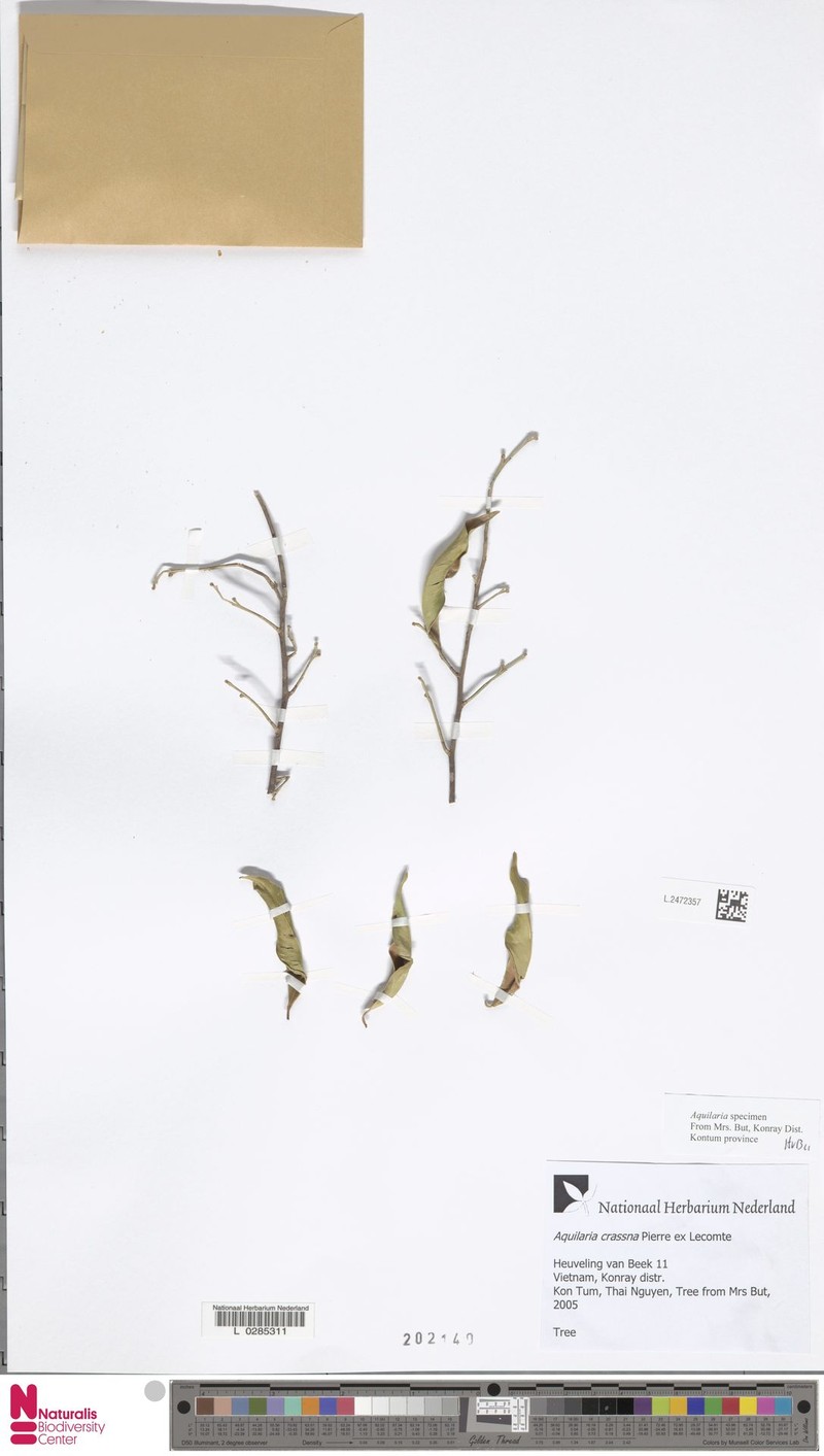 Aquilaria crassna photo 6