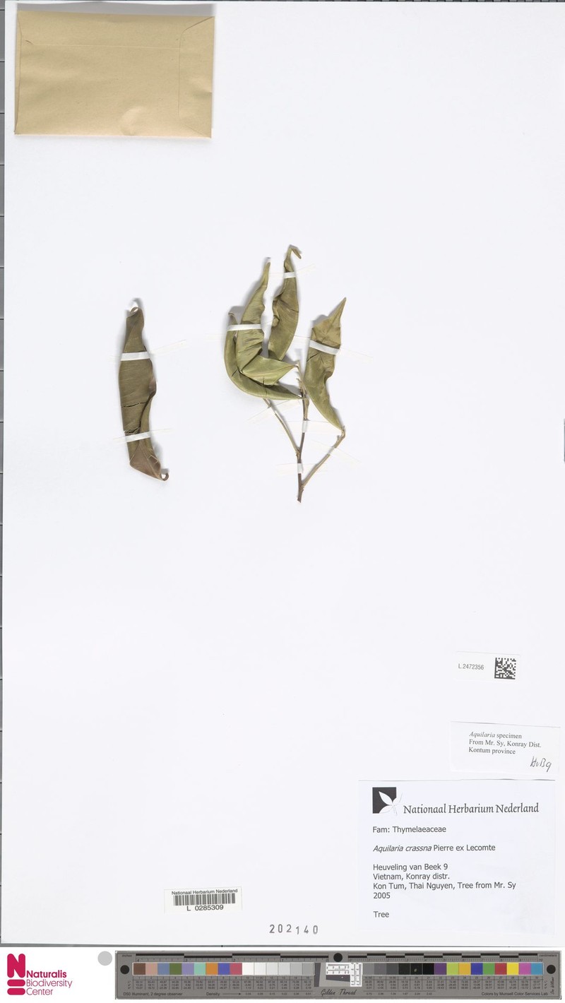 Aquilaria crassna photo 7