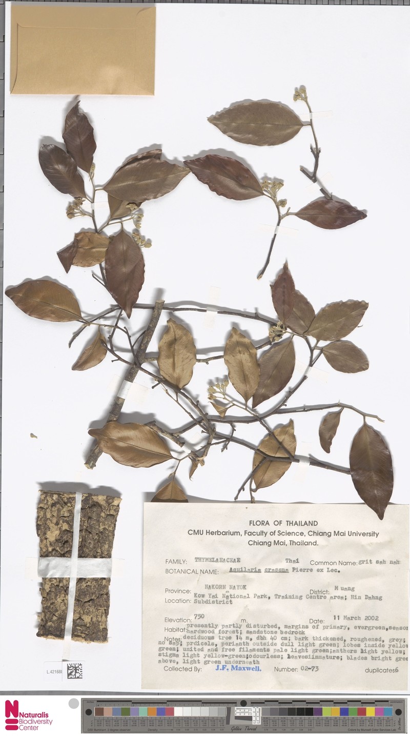 Aquilaria crassna photo 8