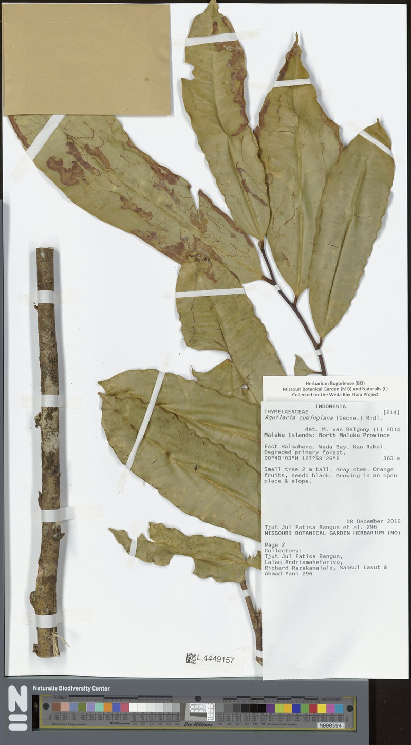 Aquilaria cumingiana