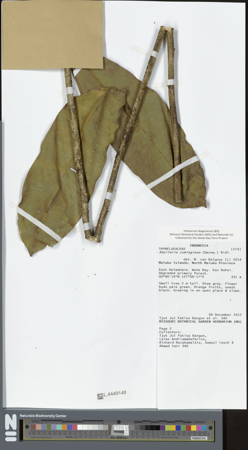 Aquilaria cumingiana photo 2