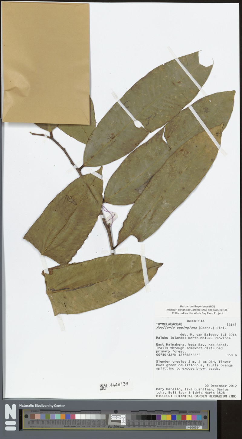 Aquilaria cumingiana photo 3