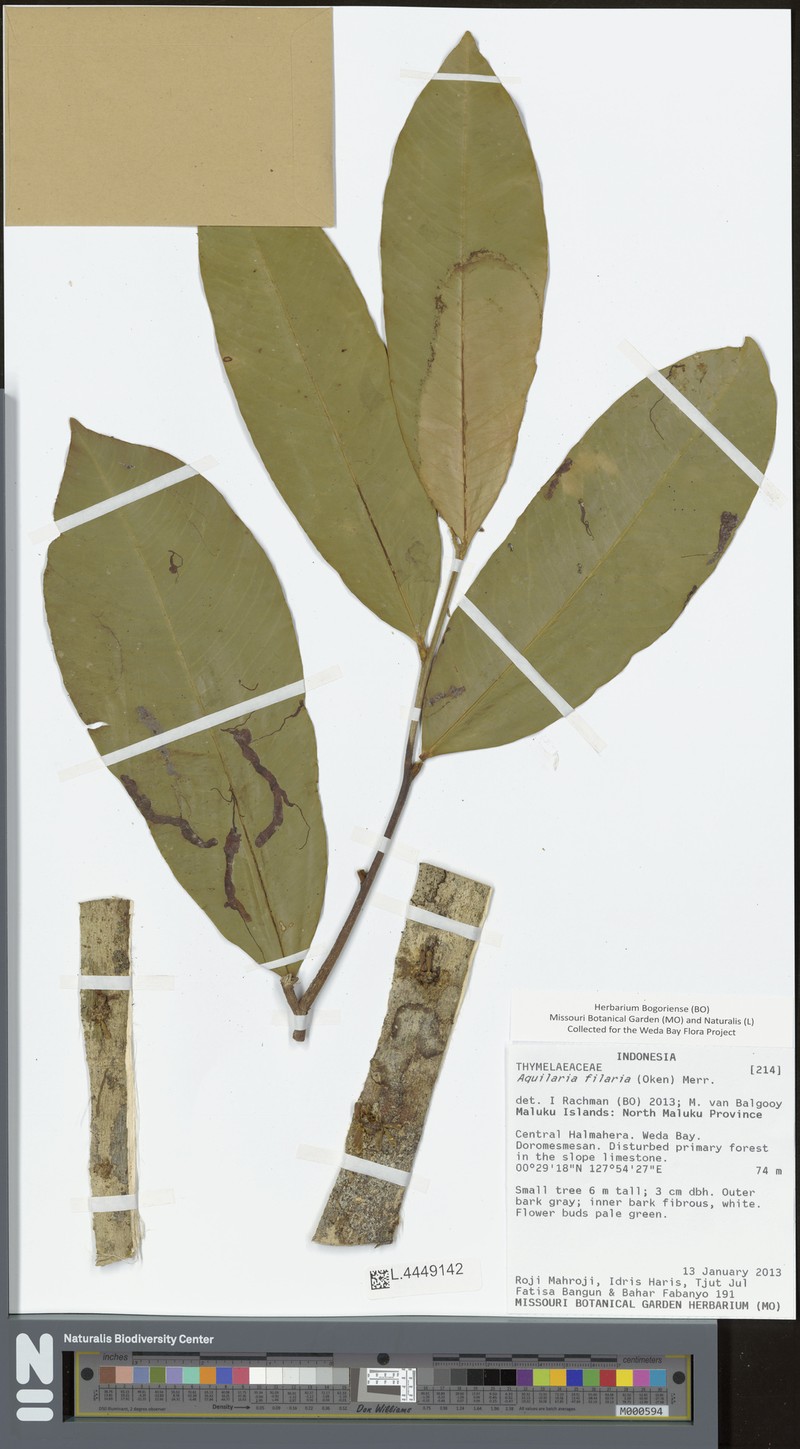 Aquilaria filaria