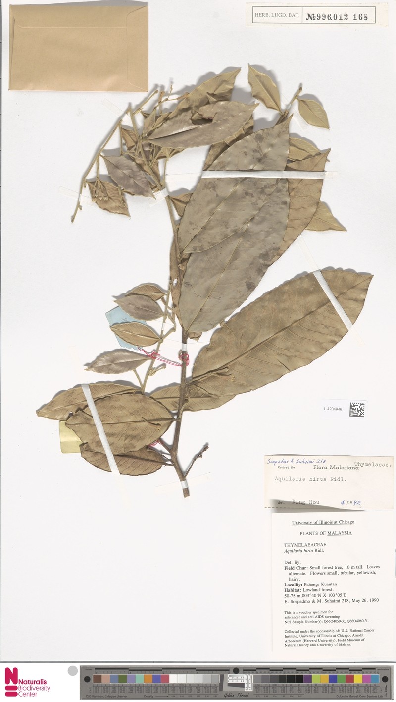 Aquilaria hirta photo 3
