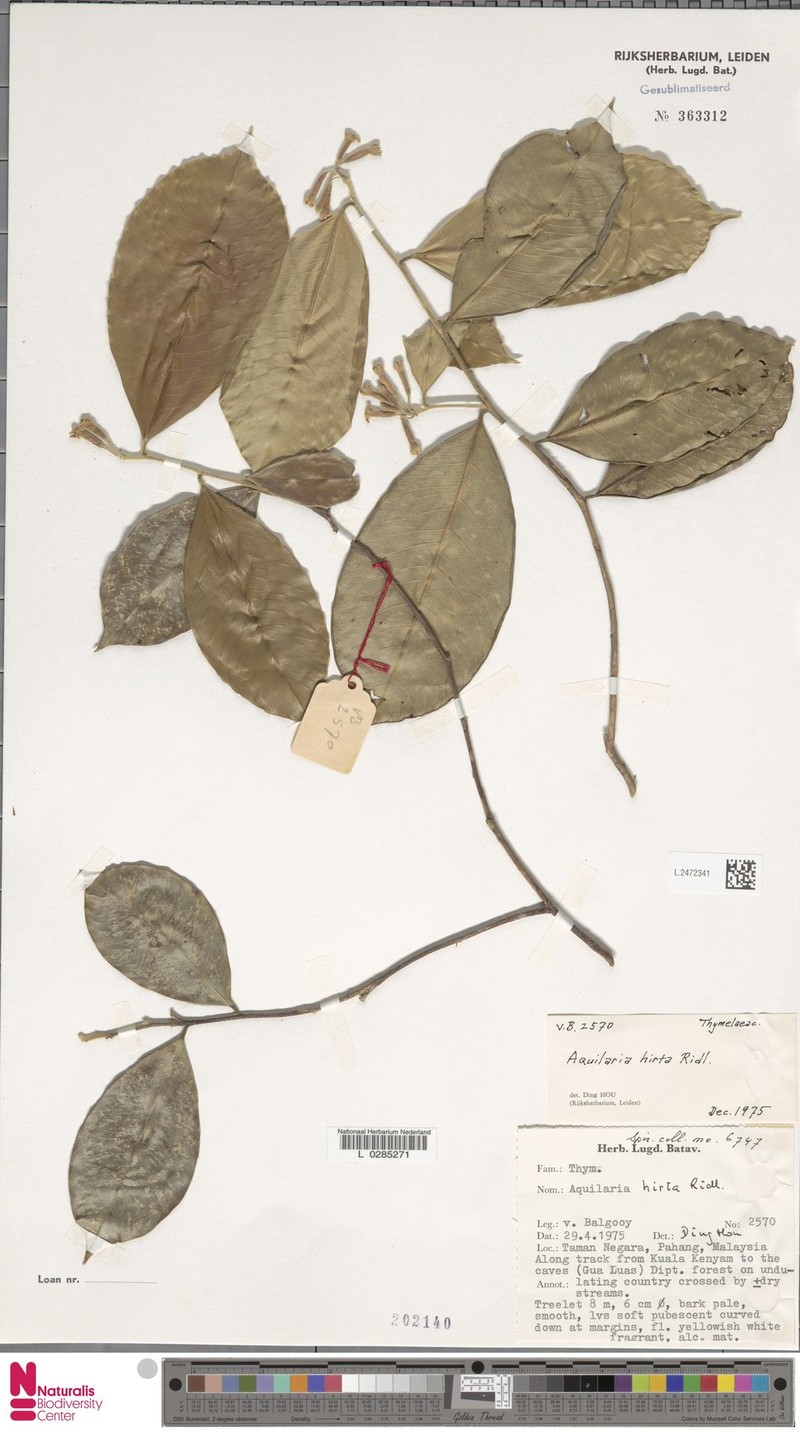 Aquilaria hirta photo 4