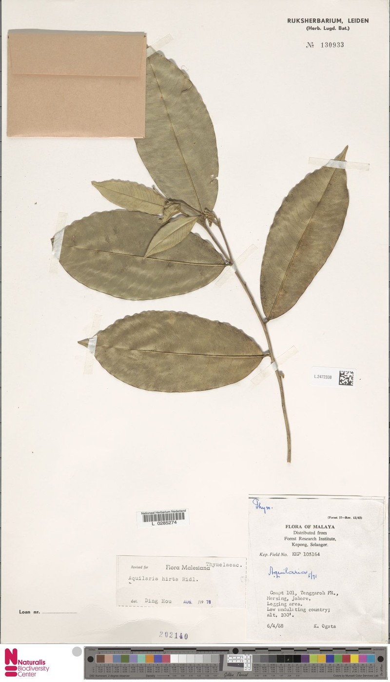 Aquilaria hirta photo 5