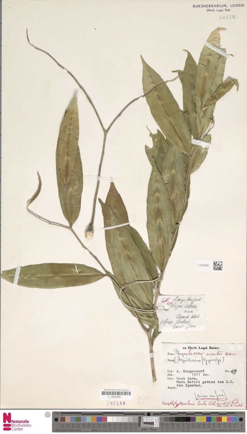 Aquilaria hirta photo 6