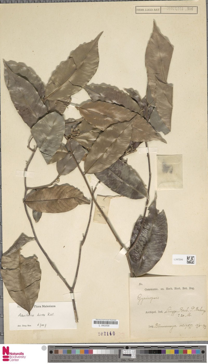 Aquilaria hirta photo 7