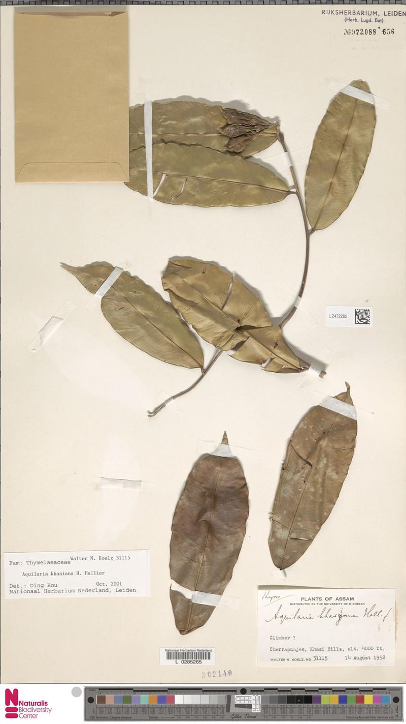Aquilaria khasiana
