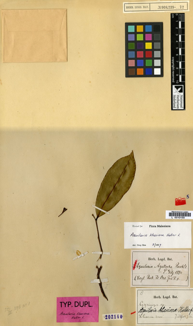 Aquilaria khasiana photo 2
