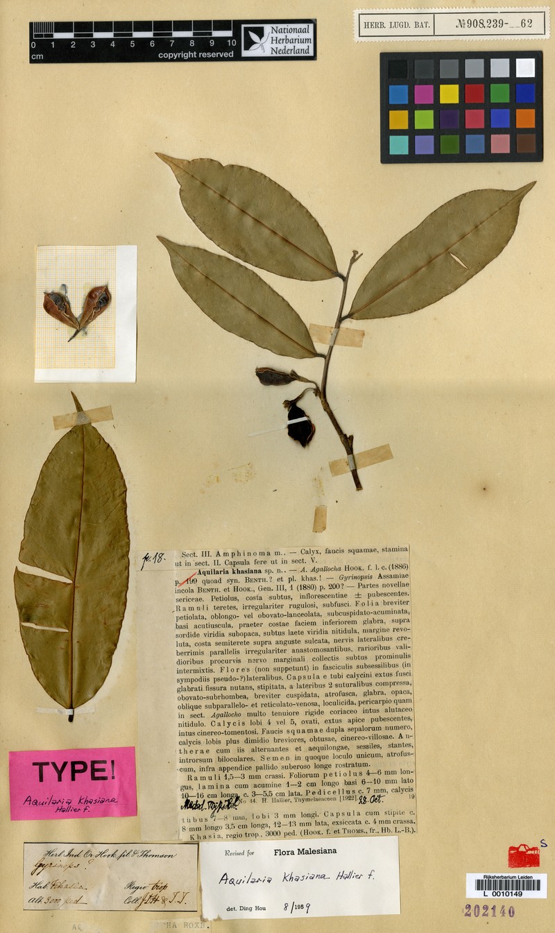 Aquilaria khasiana photo 3