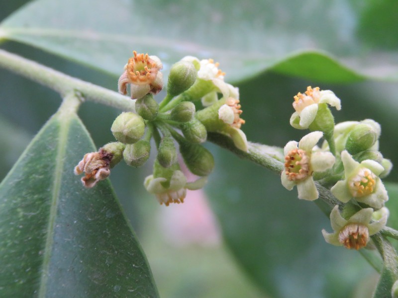 Aquilaria malaccensis