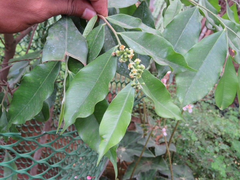 Aquilaria malaccensis photo 2