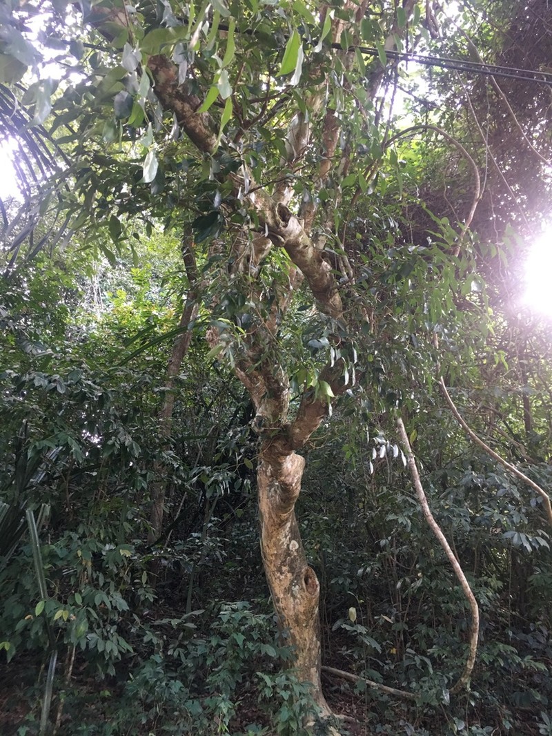 Aquilaria malaccensis photo 3
