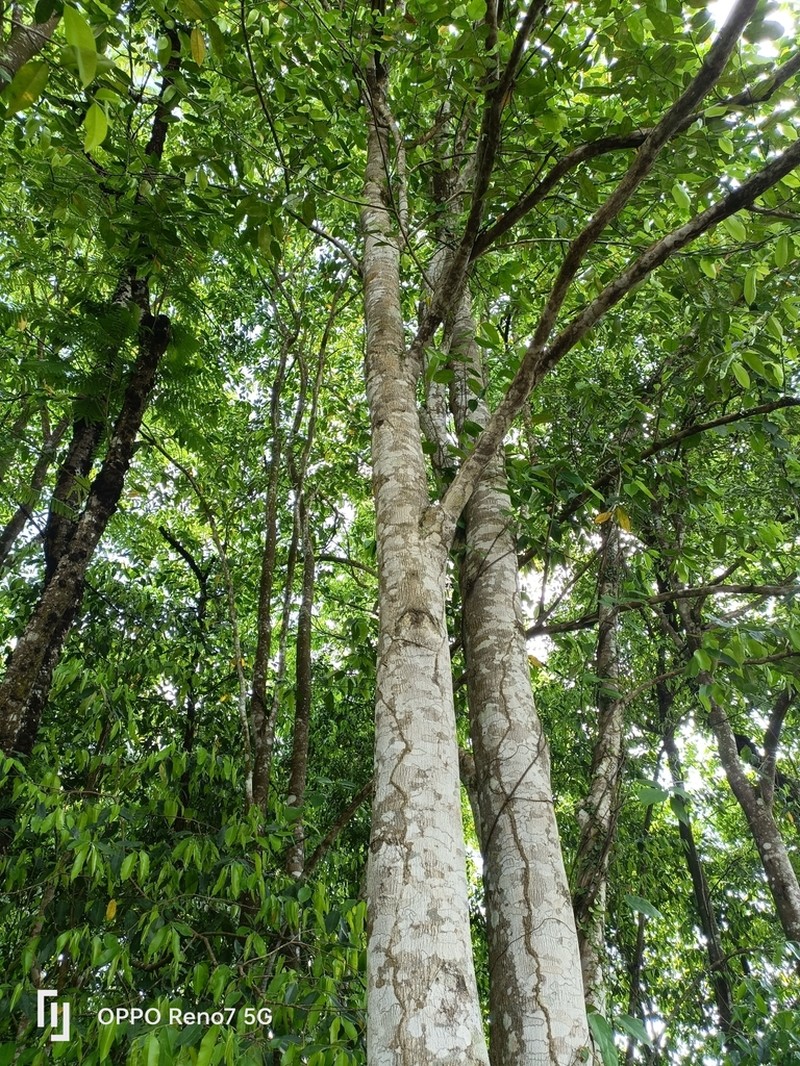 Aquilaria malaccensis photo 4