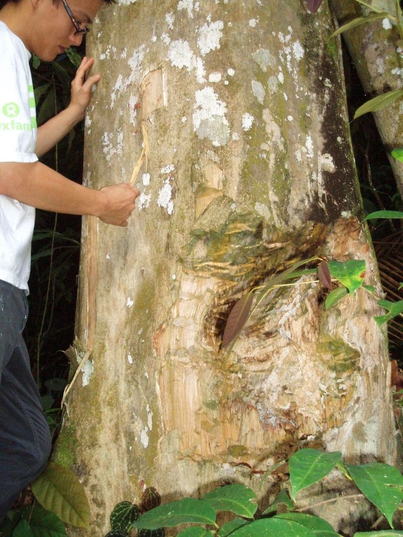 Aquilaria malaccensis photo 6