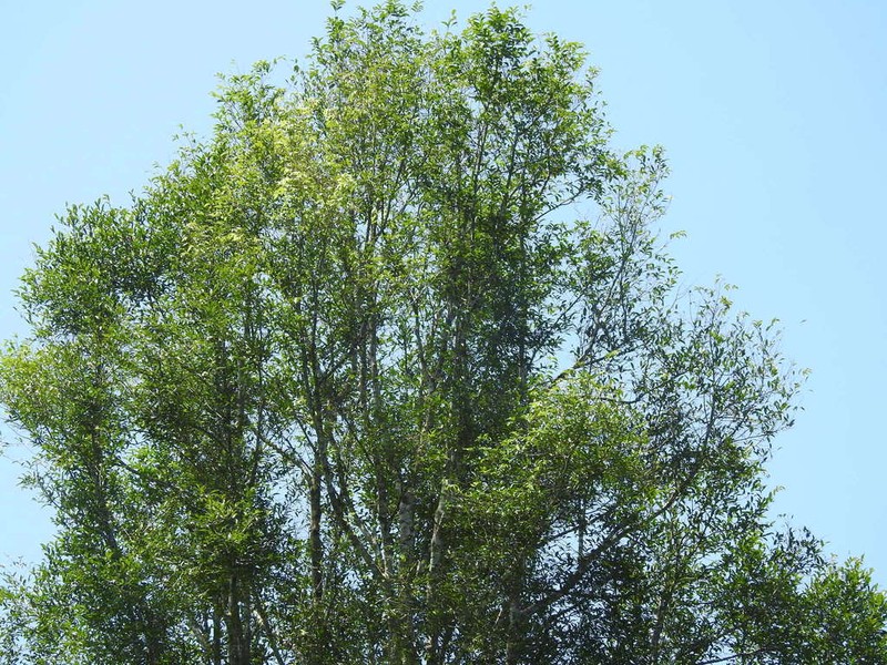 Aquilaria malaccensis photo 7
