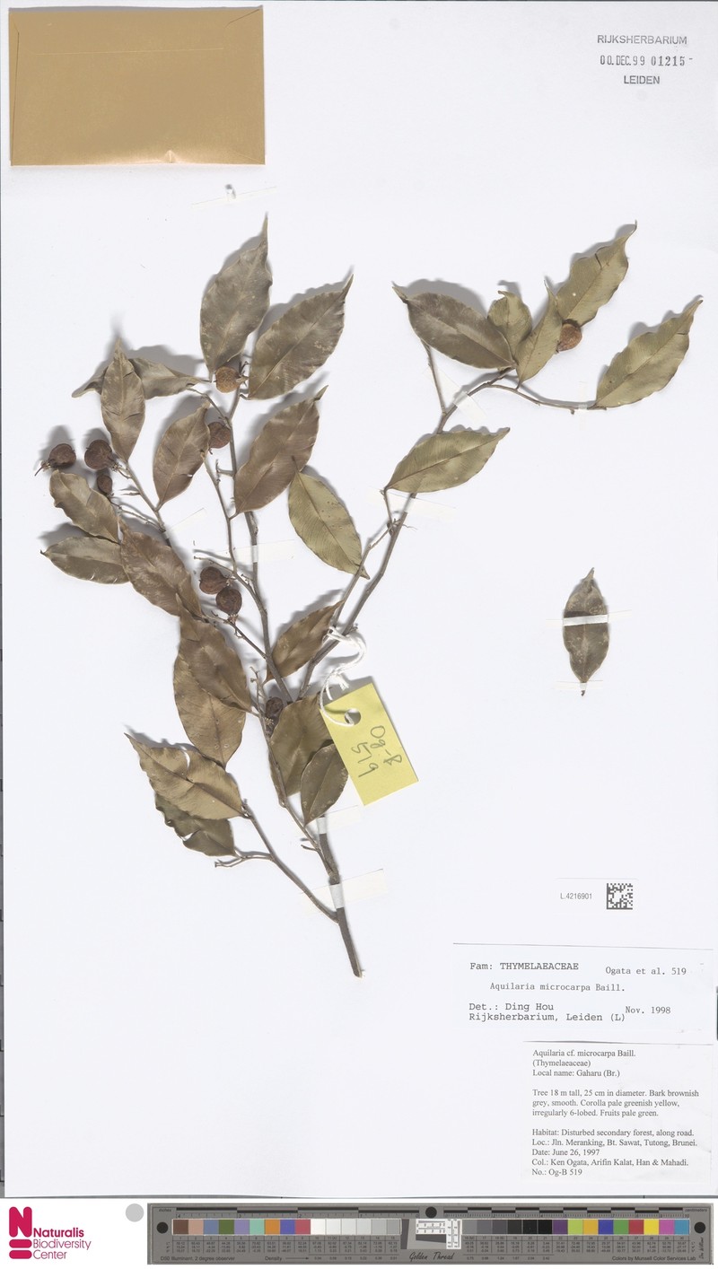 Aquilaria microcarpa