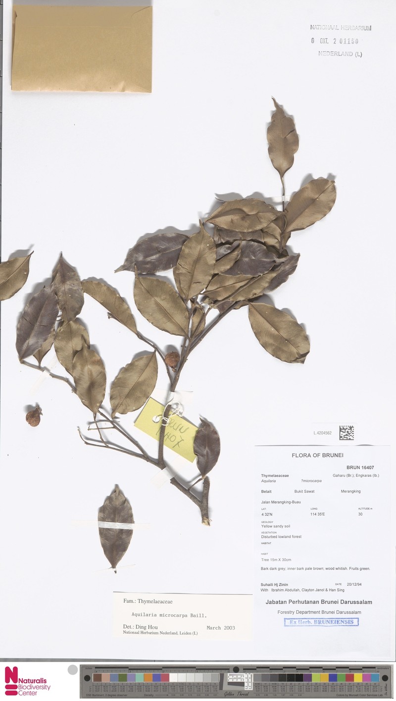 Aquilaria microcarpa photo 2
