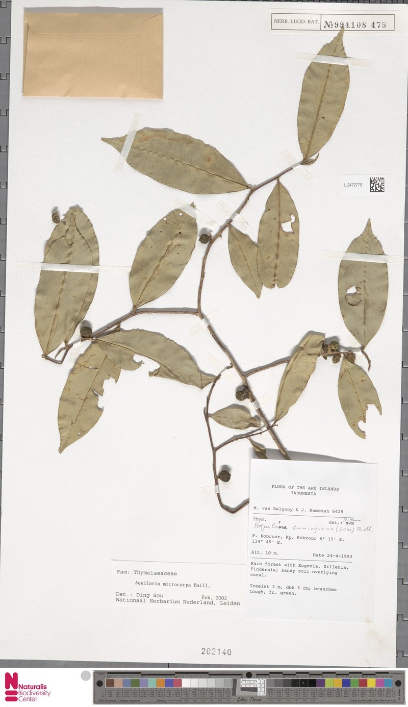 Aquilaria microcarpa photo 3