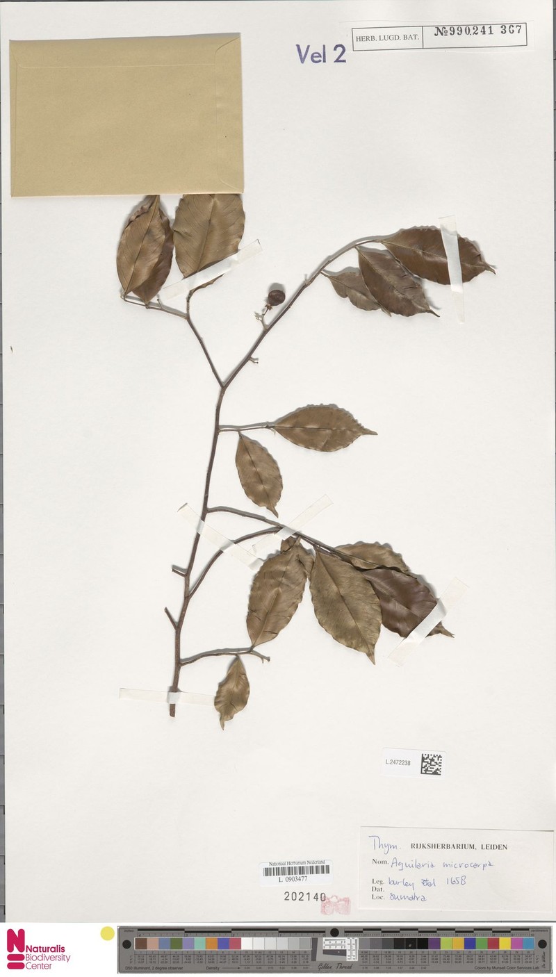 Aquilaria microcarpa photo 4