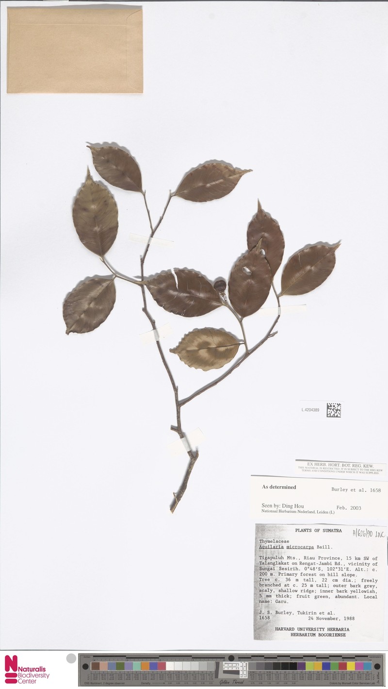 Aquilaria microcarpa photo 5