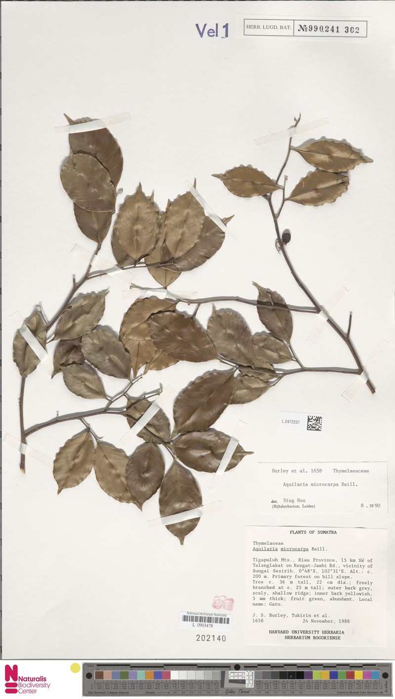 Aquilaria microcarpa photo 6