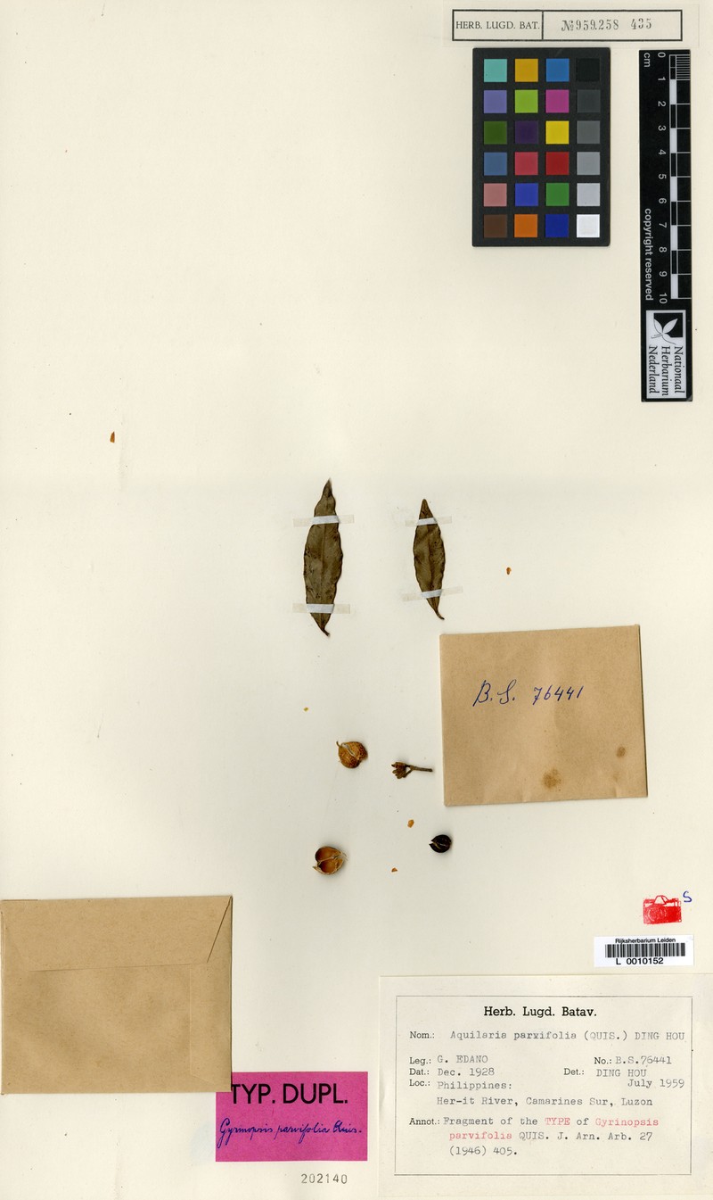 Aquilaria parvifolia