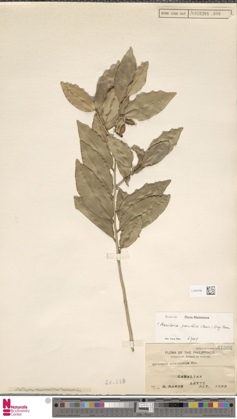 Aquilaria parvifolia photo 2