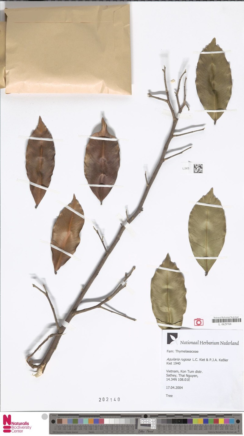 Aquilaria rugosa