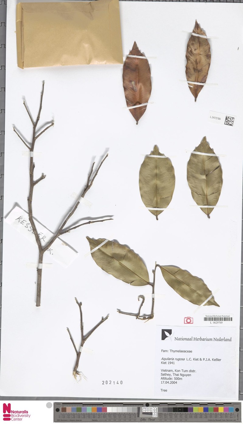 Aquilaria rugosa photo 2