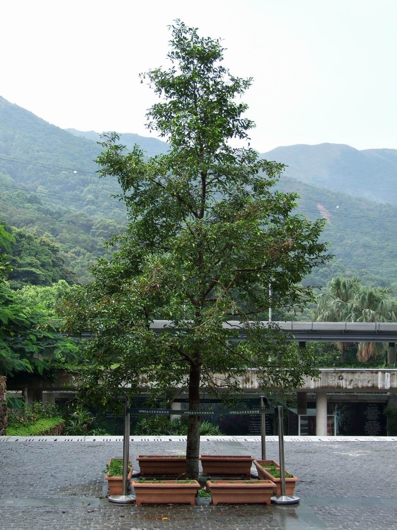 Aquilaria sinensis photo 2