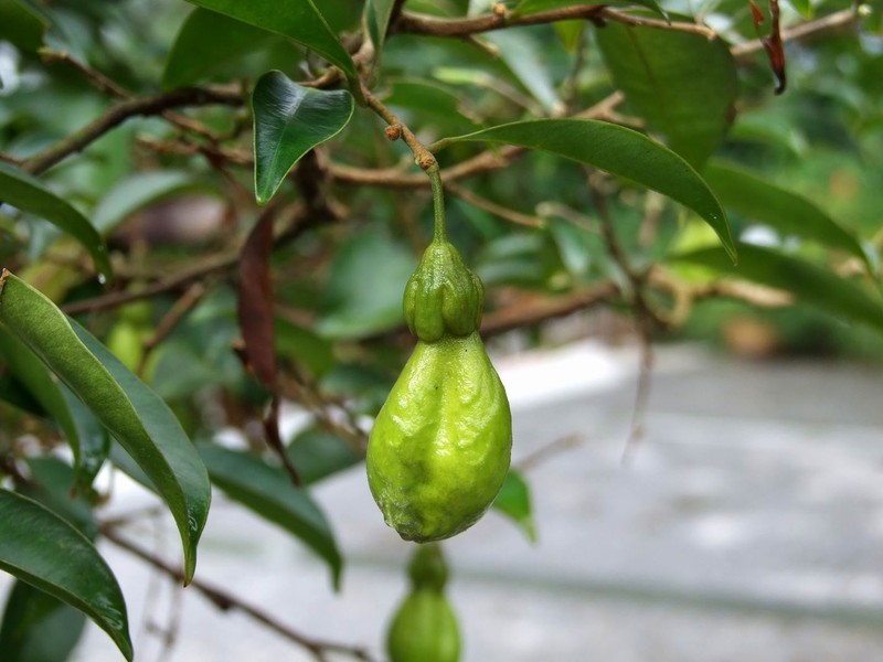 Aquilaria sinensis photo 3