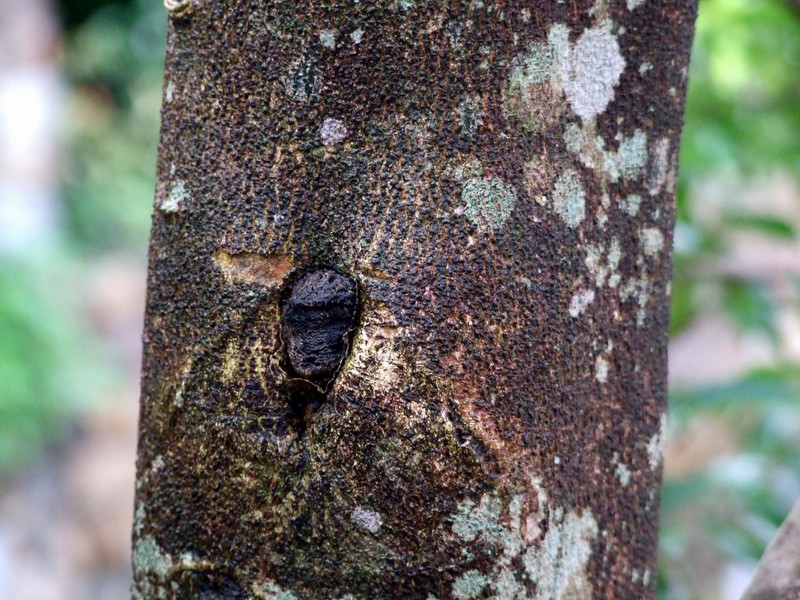Aquilaria sinensis photo 4